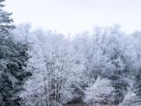 Holzweg durchs Buchafilz bei Aschau mit Raureif